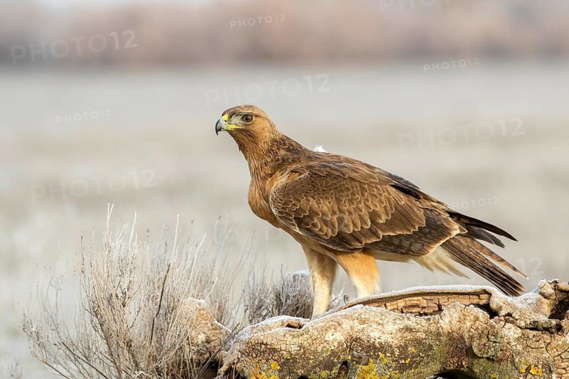 Bonelli's Eagle (Aquila fasciata) juvenile, Castile-La Mancha, Spain