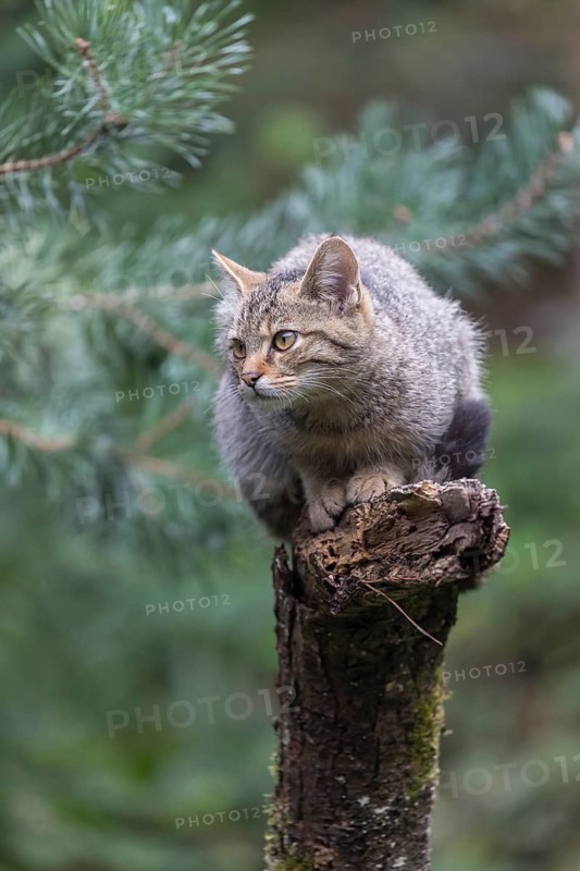 One young european wildcat, Felis silvestris silvestris, sitting on a branch of a dead tree. Green vegetation in the background