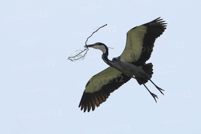 Black-headed Heron (Ardea melanocephala) flying, Malindi, Kenya