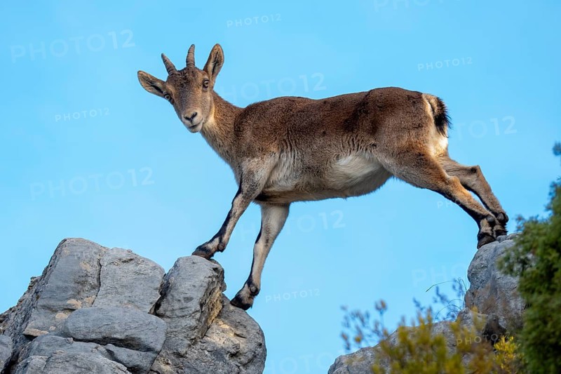 From below, the Iberian ibex stands majestically on a rocky peak under a clear blue sky. Its strong presence and natural habitat symbolize the wild beauty of Spanish mountains