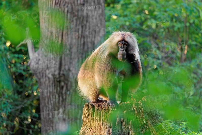 A male Gelada (Theropithecus gelada), or bleeding-heart monkey sits in beautiful light on a rotten tree stump lying in green vegetation