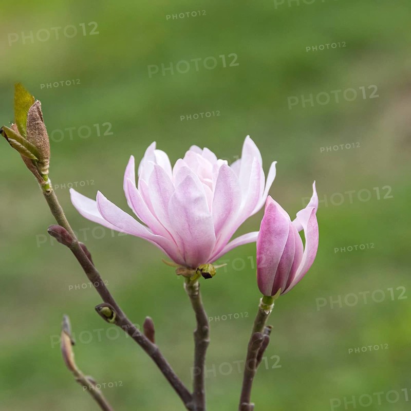 Star magnolia (Magnolia stellata 'Shi-banchi Rosea'), Woislowice Arboretum, Poland