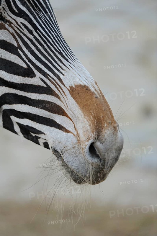Close-up of a zebra nose with fine hair and clear stripes, Grevy's zebra (Equus grevyi), captive