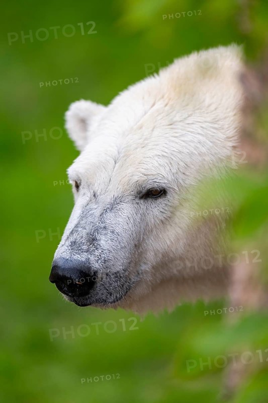 Polar bear (Ursus maritimus), portrait, captive, Germany