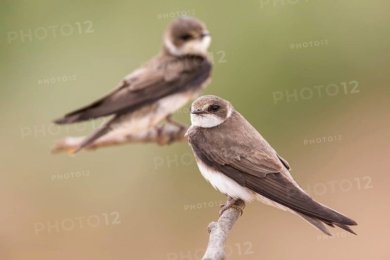 Sand Martin (Riparia riparia) perched on a branch, Poland