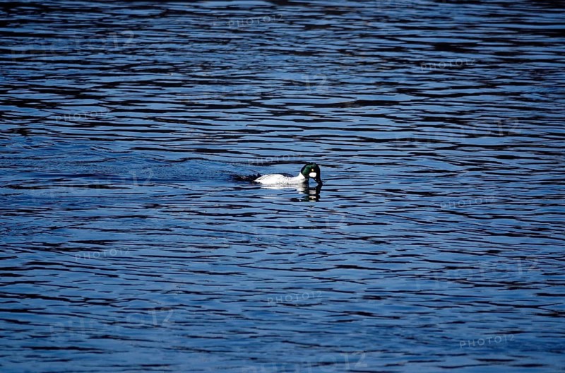 Goldeneye drake on a river, winter, Saxony, Germany