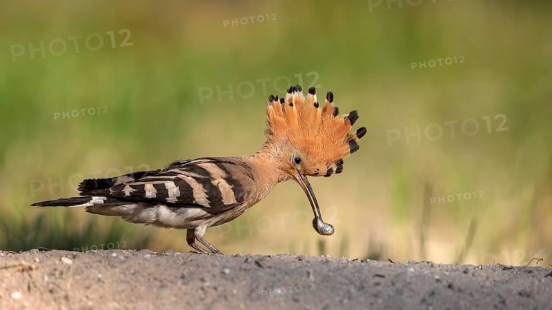 Eurasian Hoopoe (Upupa epops) foraging, Saxony-Anhalt, Germany