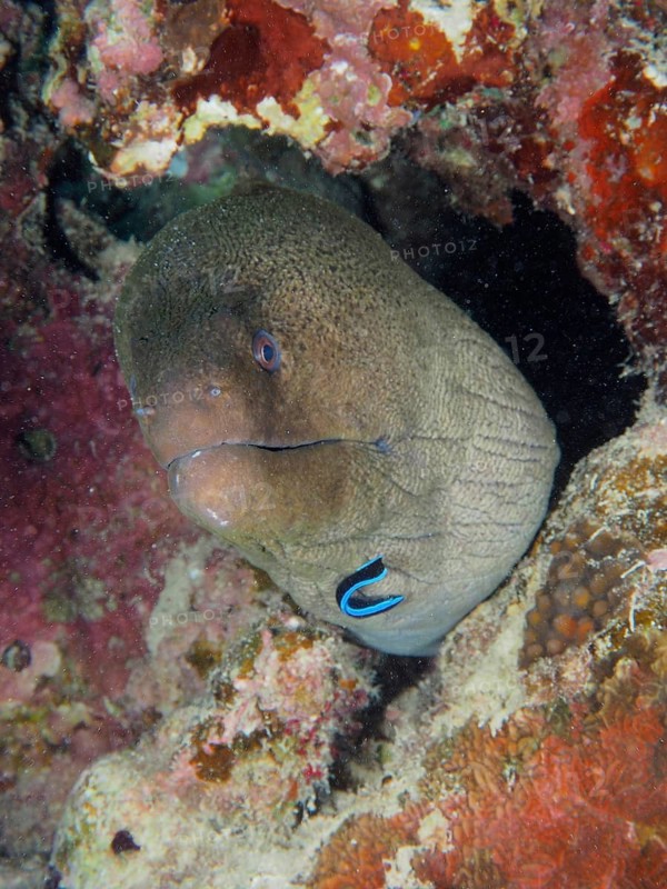 Giant moray eel (Gymnothorax javanicus)