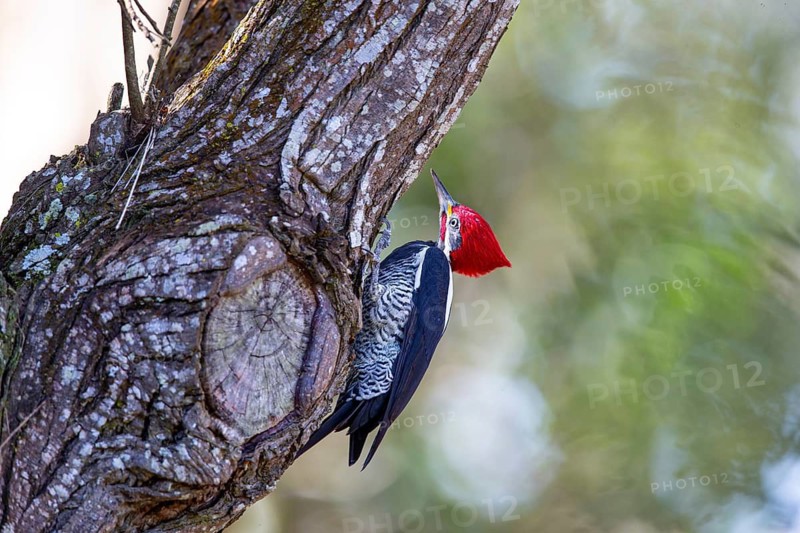 Lineated woodpecker (Dryocopus lineatus) Pantanal Brazil