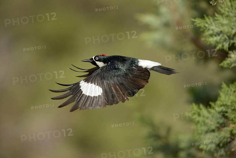 Acorn Woodpecker (Melanerpes formicivorus) male flying, Arizona, USA
