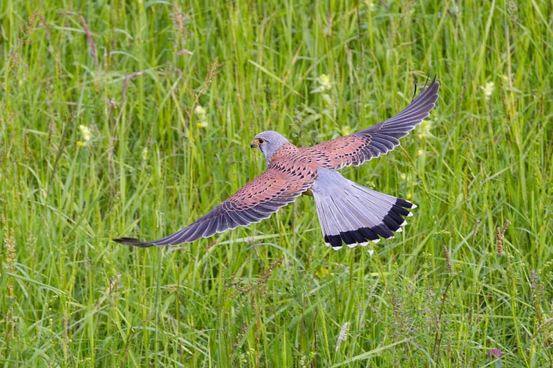 Kestrel (Falco tinnunculus), close-up, flight image of a male flying over a green meadow with wings spread and tail fanned out, Hesse, Germany