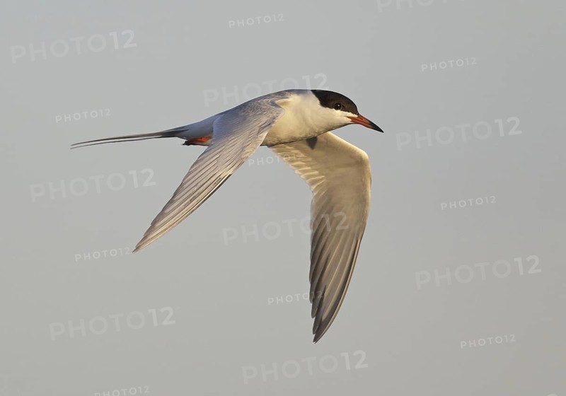 Forster's Tern (Sterna forsteri) flying, North Dakota, USA