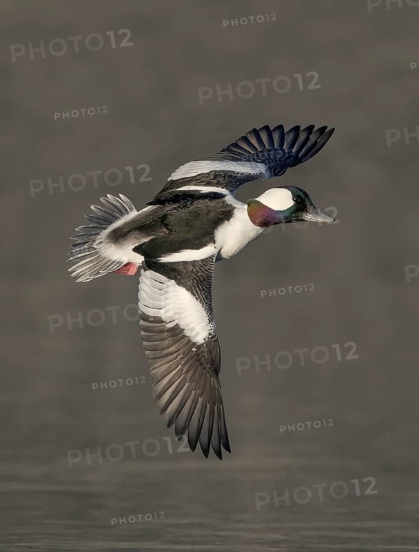 Bufflehead (Bucephala albeola) male flying, Alaska, USA