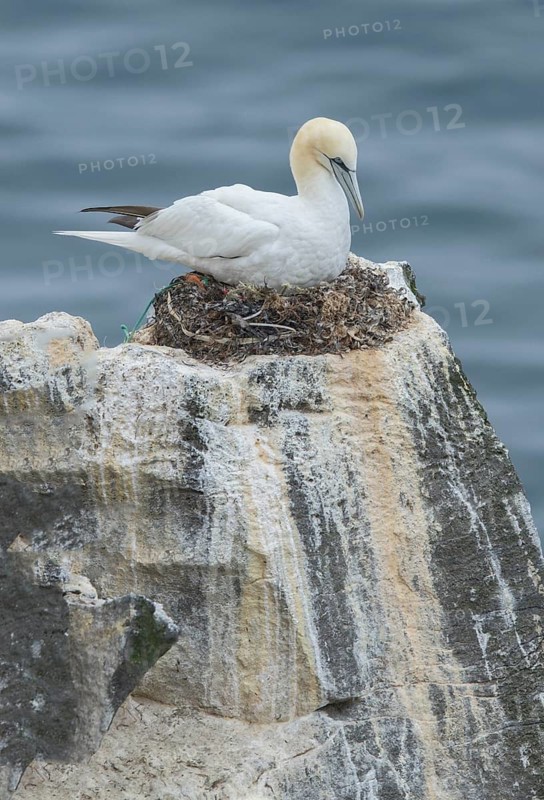 Northern Gannet (Morus bassanus) on nest, Iceland