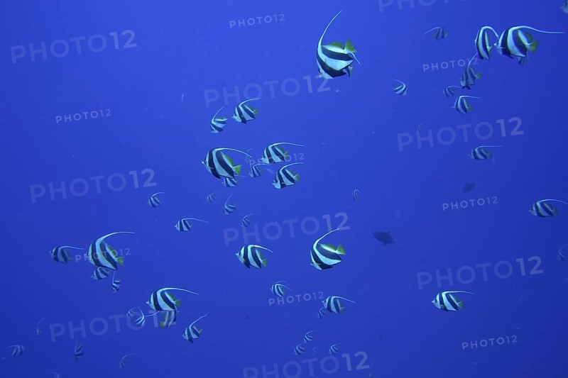 Schooling bannerfish (Heniochus diphreutes)