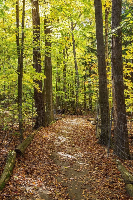 Long dirt walking trail with fallen leaves in mixed forest of tall backlit Acer - Maple, Betula - Birch and Quercus - Oak trees in autumn, Quebec, Canada