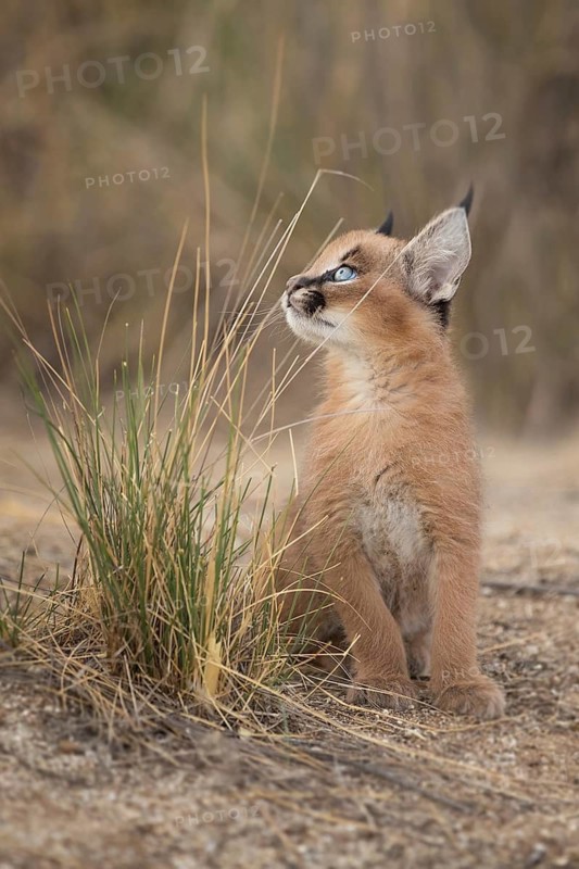 Caracal (Caracal caracal) lonely cub, Castile-La Mancha, Spain