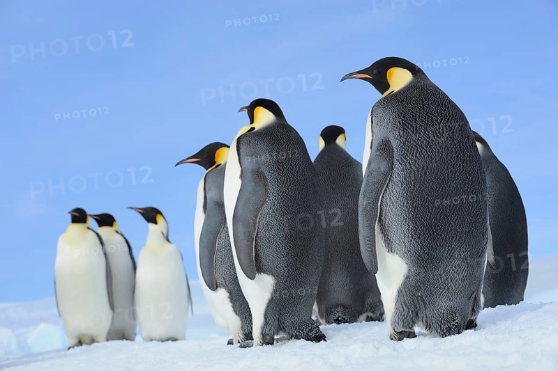 Emperor penguins (Aptenodytes forsteri), Group of Adult, Snow Hill Island, Antartic Peninsula, Antarctica