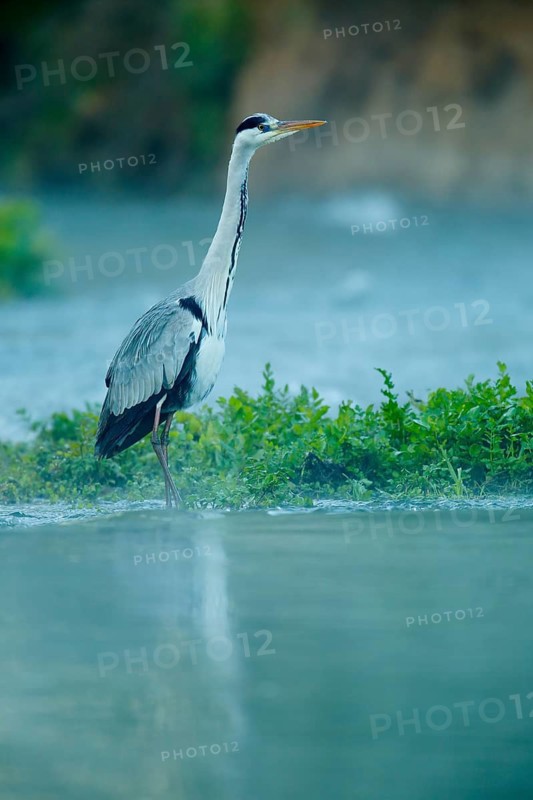 Grey Heron (Ardea cinerea) foraging, Andalusia, Spain