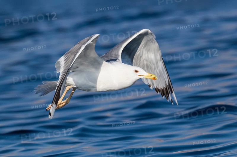 Caspian Gull (Larus cachinnans) flying, Eilat, Israel