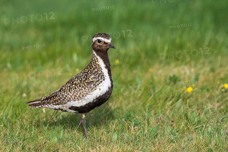 Goldregenpfeifer (Pluvialis apricaria) European Golden Plover