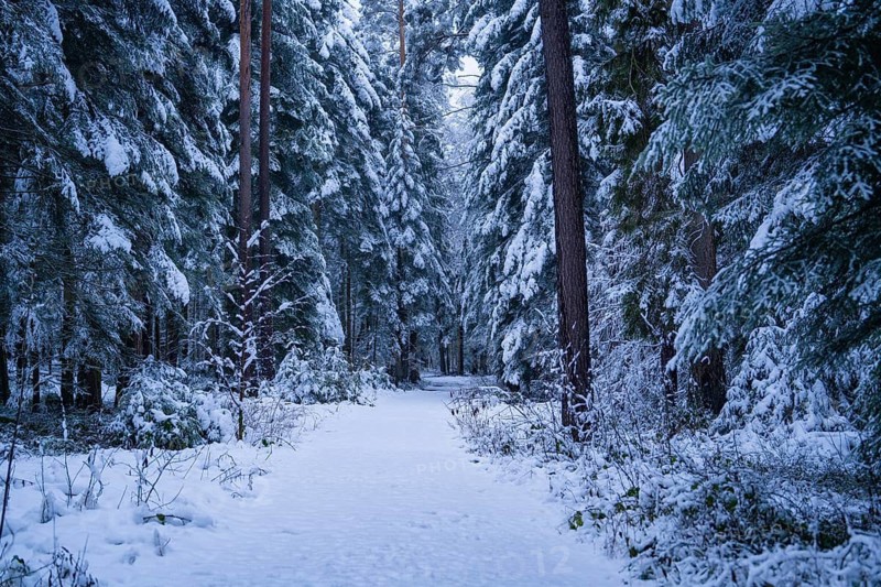 Deep snow cover on a forest path, surrounded by dense trees in a quiet winter environment, Enzklösterle, district of Calw, Black Forest, Germany