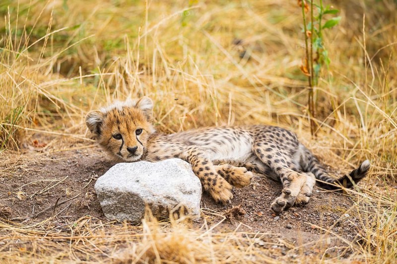 Cheetah (Acinonyx jubatus) youngster lying on a meadow, captive, occurrence Africa