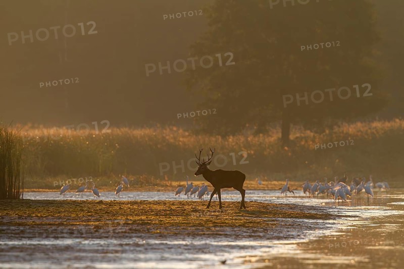In the first morning light, the young red deer (Cervus elaphus) crosses a drained pond, the great egrets (Ardea alba) have also gathered for breakfast, encounter, morning mist, mystical, rutting season, rutting stags, September, Germany