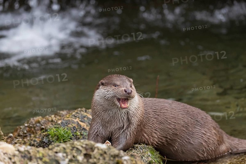 One Eurasian otter (Lutra lutra), sitting on a rock and feeding on a fisch. A little cascade in the background