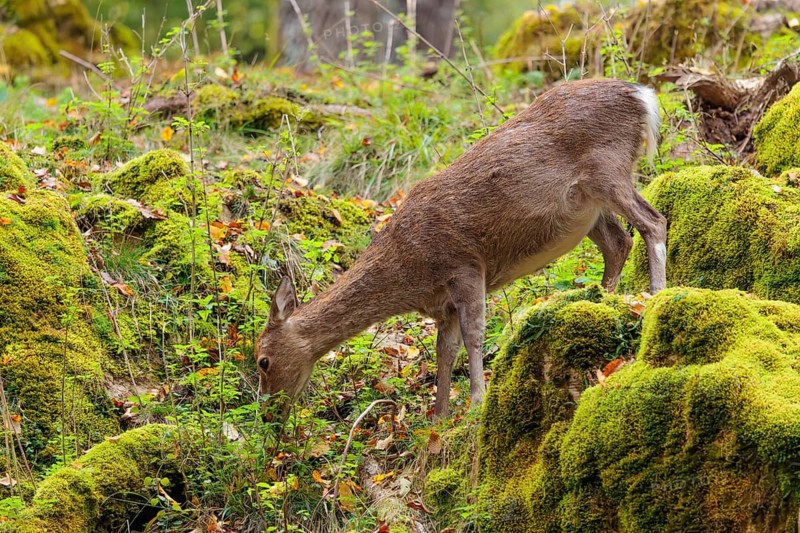 A female sika deer (Cervus nippon) stands on a meadow in hilly terrain at the edge of a forest and searches for food on moss-covered rocks