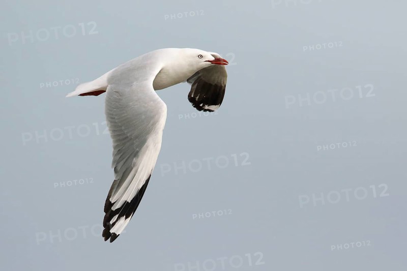 Silver Gull (Chroicocephalus novaehollandiae) flying, Victoria, Australia