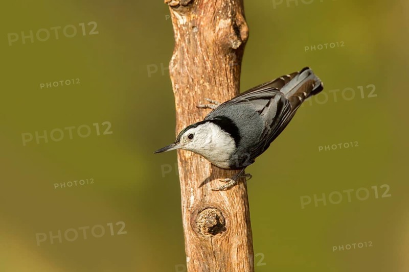 White-breasted Nuthatch Sitta carolinensis Santa Rita Mountains, Santa Cruz County, Arizona, United States 14 May Adult Male Sittidae