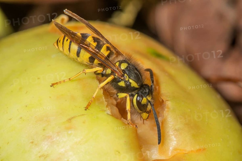 Close-up of a common wasp (Vespula vulgaris) gnawing on an apple fruit, Baden-Württemberg, Germany