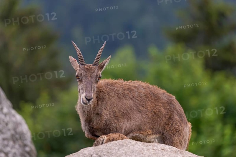 One adult female ibex (Capra ibex) resting on a rock. A forest in the background