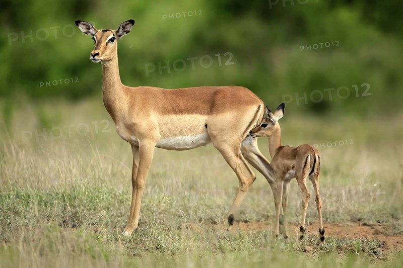 Black heeler antelope (Aepyceros melampus), impala, adult, female, young animal, mother with young animal, Kruger, Kruger National Park, South Africa