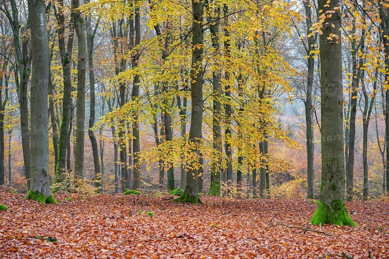 European beech (Fagus sylvatica), colored leaves in autumn in a beeck forest, Bavaria, Germany
