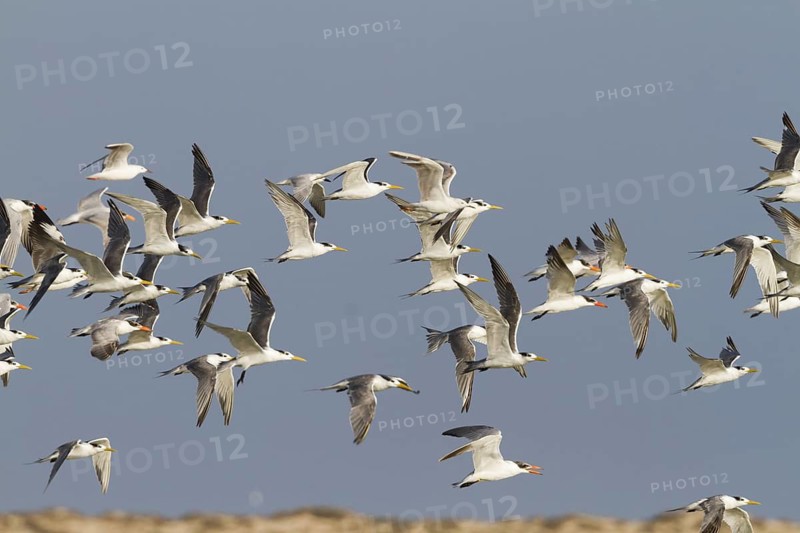 Greater Crested Tern (Thalasseus bergii) flying, Oman