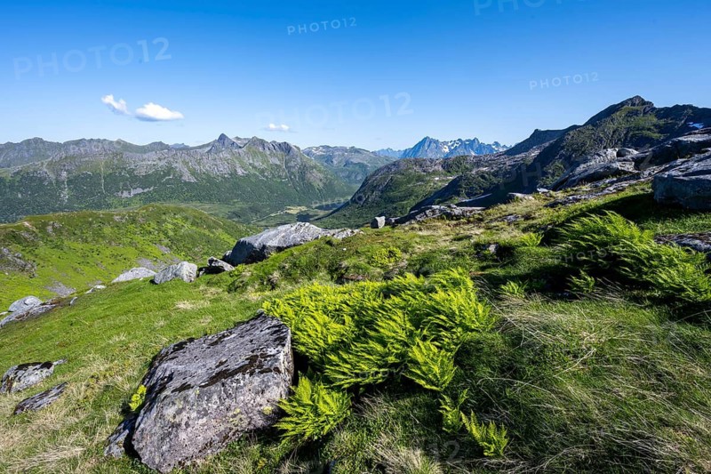 View of mountain landscape with ferns, hiking trail to the summit of Rundfjellet, Svolvaer, Nordland, Norway