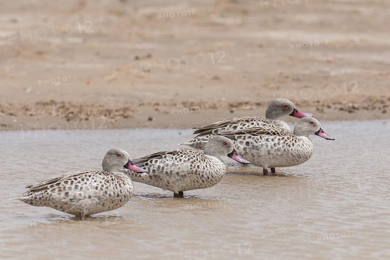 Cape Teal (Anas capensis), Northern Cape, South Africa
