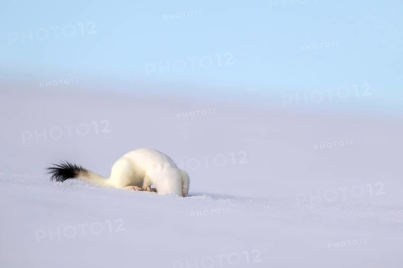 Ermine or large weasel (Mustela erminea), in winter fur, Eggen, Terfens, Tyrol, Austria