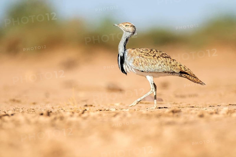 Houbara Bustard (Chlamydotis undulata), Zagora, Morocco