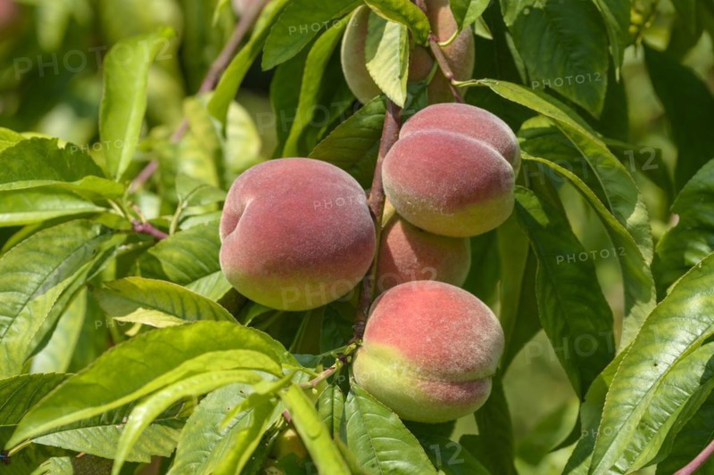 Peach (Prunus persica 'Bero'), Grüne Aue, Naundorf, Saxony, Germany