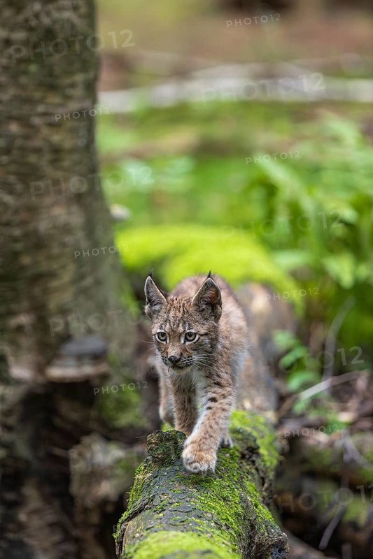 One young (10 weeks old) male Eurasian lynx, (Lynx lynx), crossing a creek, using a fallen tree as a natural bridge