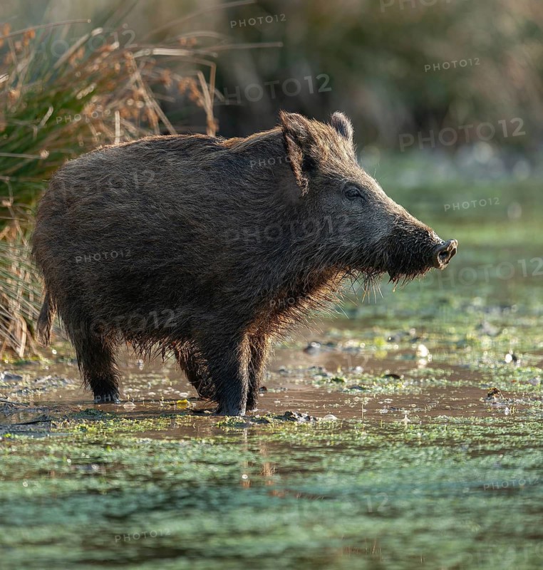 Wild boar, wild boar (Sus scrofa) standing in a pond, Germany