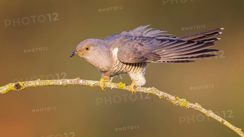 Common cuckoo (Cuculus canorus) calling, courting, male on dry branch, calling station, Middle Elbe Biosphere Reserve, Saxony-Anhalt, Germany