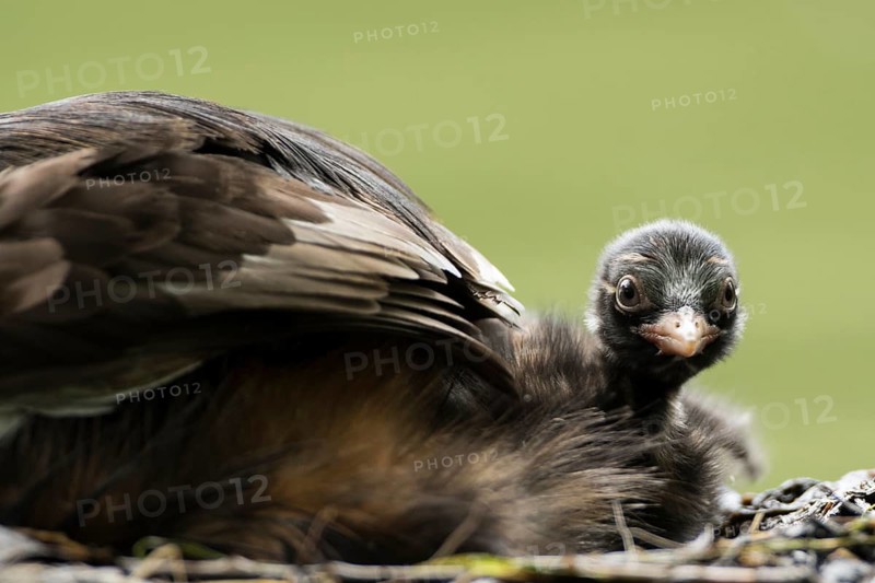 Little Grebe (Tachybaptus ruficollis) chick, Hesse, Germany