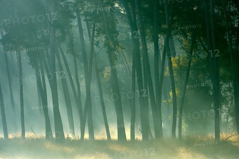 Scots pine forest (Pinus silvestris) in autumnal sunny light, Lower Rhine, North Rhine-Westphalia, Germany