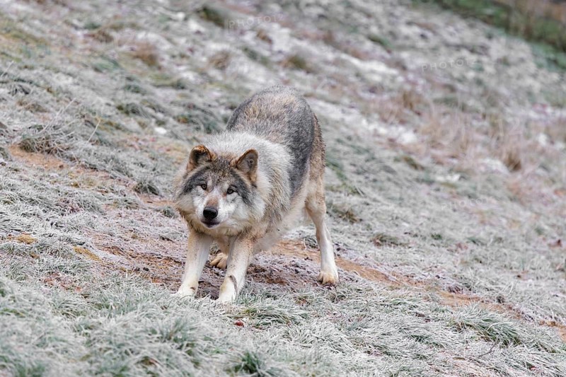 An adult male grey wolf (Canis lupus lupus) stands on a cold, cloudy day in the sloping hoarfrost-covered meadow at the edge of a forest