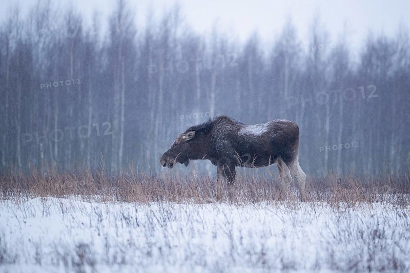 Eurasian elk (Alces alces alces), cow elk in a snow-covered forest clearing, Podlaskie Voivodeship, Poland