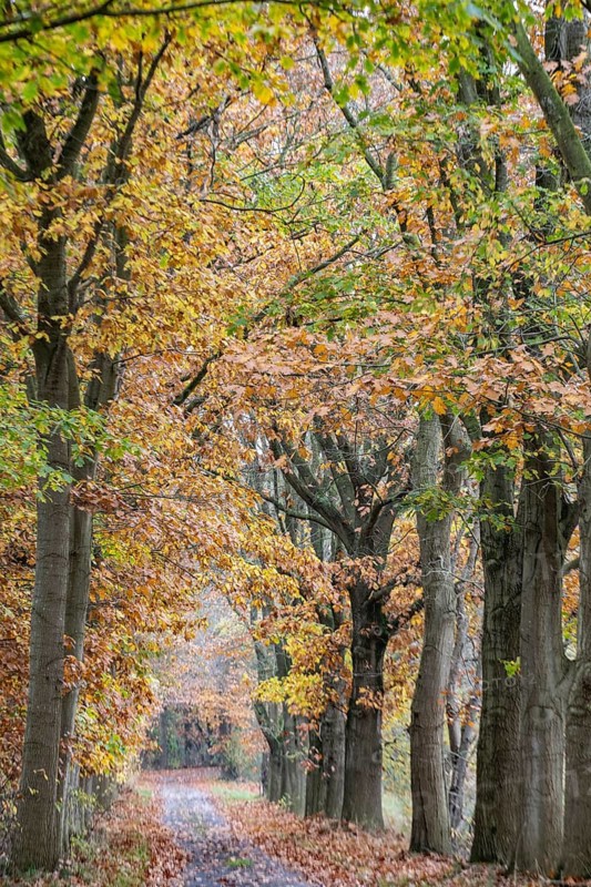 Red oaks (Quercus ruber) in autumn leaves by the roadside, Emsland, Lower Saxony, Germany